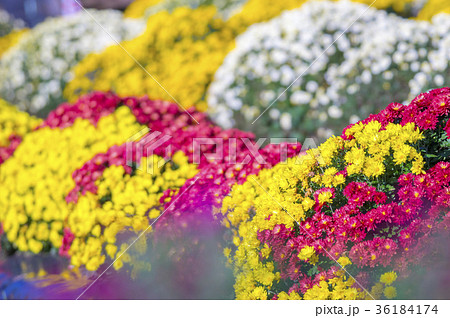 ざる菊 ざる菊 36184174