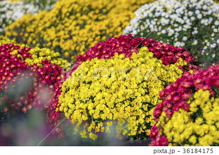 ざる菊 ざる菊 36184175