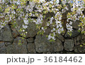 枝垂桜 36184462
