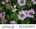 れんげそう 36184463