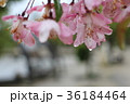 雨の日の花 36184464