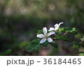 白い花 36184465