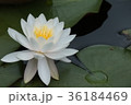 水連 36184469