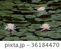 水連 36184470