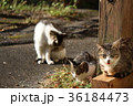 のどか 36184473