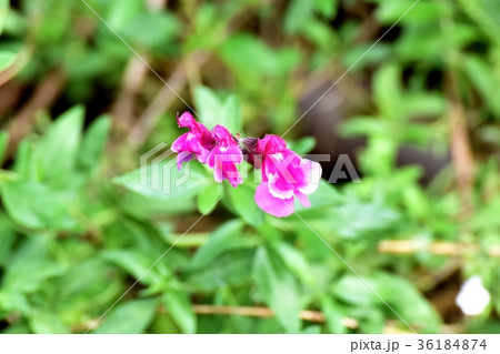 DSC_2725 東京三鷹の花 植物 三鷹中原に咲くピンクのサルビアミクロフィラ 36184874