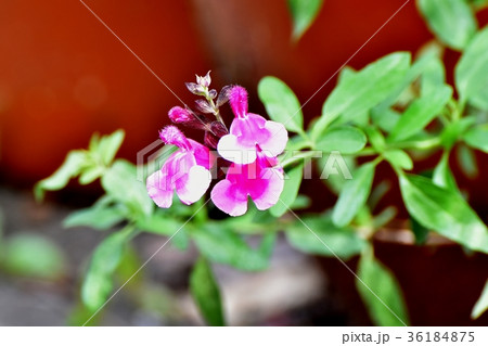 DSC_2734 東京三鷹の花 植物 三鷹中原に咲くピンクのサルビアミクロフィラ 36184875