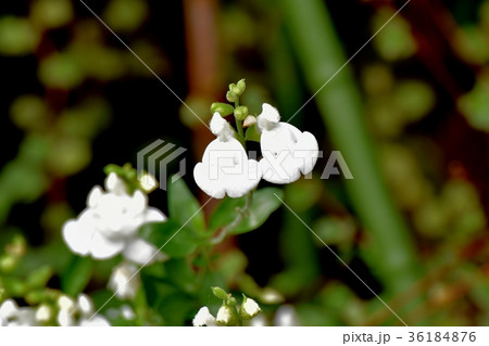 DSC_2788 東京三鷹の花 植物 三鷹中原に咲く白色サルビアミクロフィラ 36184876
