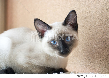 young cat, kitten of Siam  oriental breed, bobtail 36185577