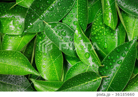 Wet Fresh tropical Green leaves background Wet Fresh tropical Green leaves background 36185660