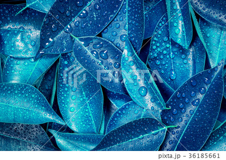 Wet Fresh tropical blue leaves background Wet Fresh tropical blue leaves background 36185661