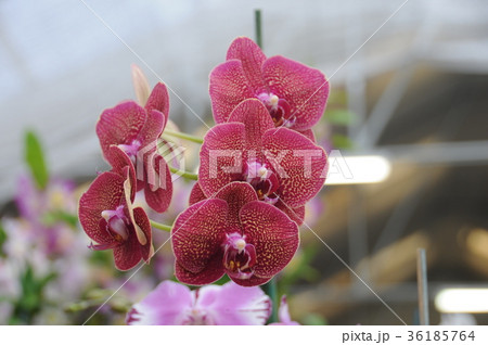 ハワイで出会った花たち 36185764