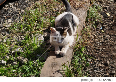 泉の森　ハチの字眉毛の猫ちゃん 36185961