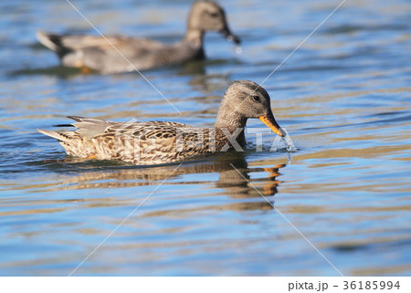 オカヨシガモ♀ 36185994