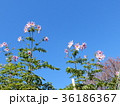 青空に咲く花 36186367