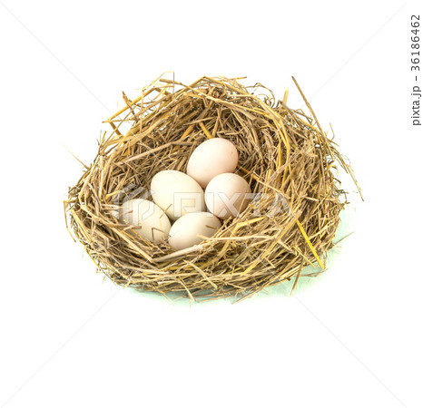 twigs nest with white egg 36186462