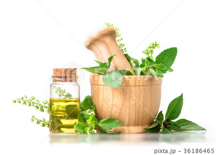 Sweet basil and hot basil in wooden mortar 36186465