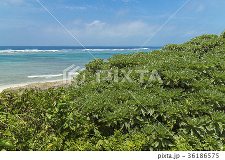 黒島（沖縄）の風景 36186575