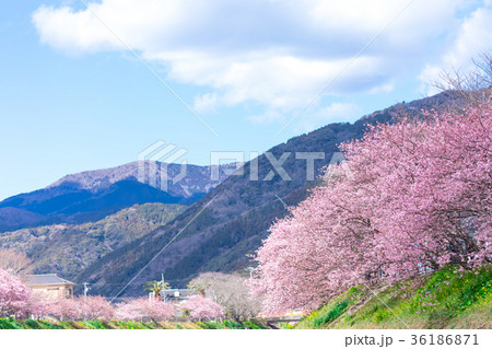 河津桜　桜　早咲きの桜　伊豆　静岡さくら　サクラ　画像素材　コピースペース　背景素材　文字入れ 36186871