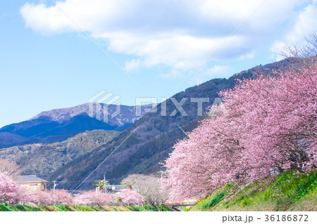河津桜　桜　早咲きの桜　伊豆　静岡さくら　サクラ　画像素材　コピースペース　背景素材　文字入れ 36186872