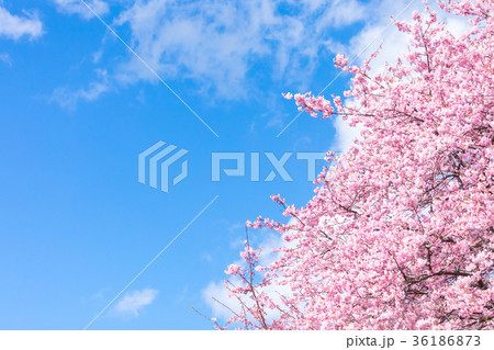 河津桜　桜　早咲きの桜　伊豆　静岡さくら　サクラ　画像素材　コピースペース　背景素材　文字入れ 36186873