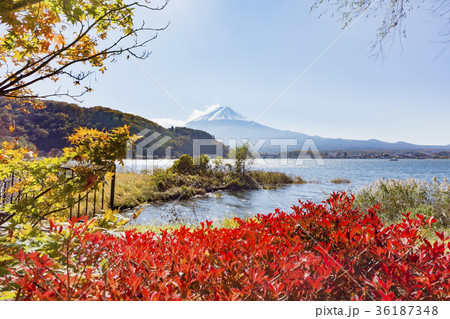 河口湖　紅葉　富士山 36187348