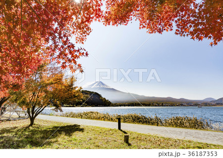 河口湖　紅葉　富士山 36187353