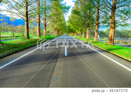 メタセコイア並木と道路 36187570
