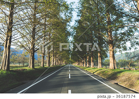 メタセコイア並木と道路 36187574