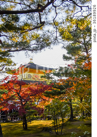 京都 秋の金閣寺 紅葉の向こうに金閣寺の写真素材 [36189926] - PIXTA