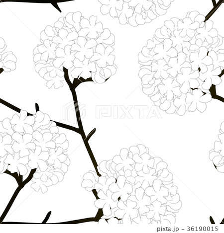 Pink Trumpet Flower on White Background Pink Trumpet Flower on White Background 36190015