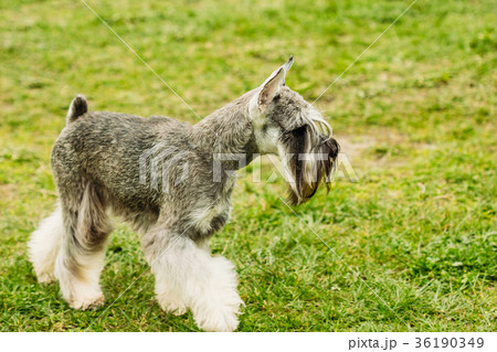Miniature schnauzer on the green field 36190349
