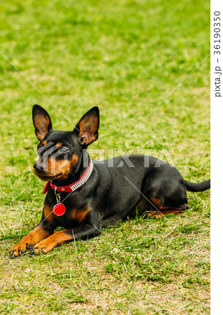 A small pincher of black color A small pincher of black color 36190350