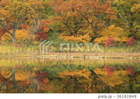 鏡沼の紅葉と映り込み 36191849