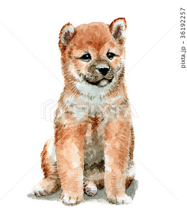 水彩で描いた茶柴の子犬のイラスト素材
