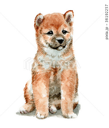 Teacup Puppy Painted In Watercolor Stock Illustration