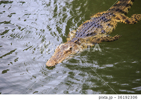 Closeup Large Crocodile in Water on Breeding Farm 36192306