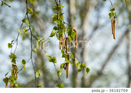 シラカバ花粉 36192709