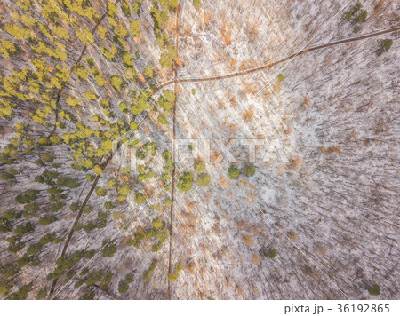 Snowy and frozen winter forest Snowy and frozen winter forest 36192865