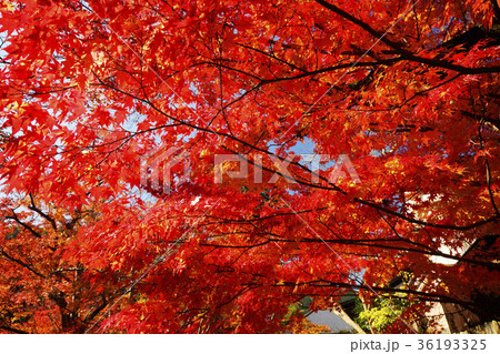 当麻寺　錦秋 36193325