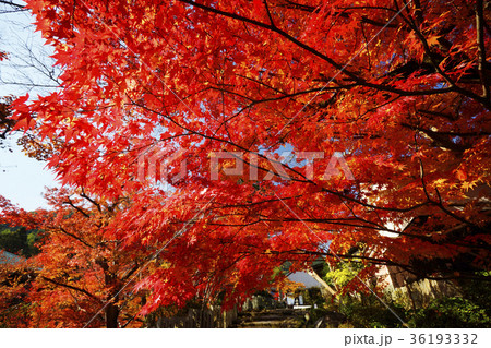 当麻寺 錦秋 当麻寺 錦秋 36193332