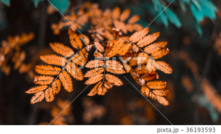 Autumn foliage in the city in nature. Orange 36193593