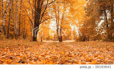 Autumn forest. Beautiful background, park in 36193641