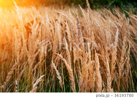 Autumn background of plants on roadside, summer 36193780