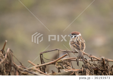 草木止まりのスズメ 36193973