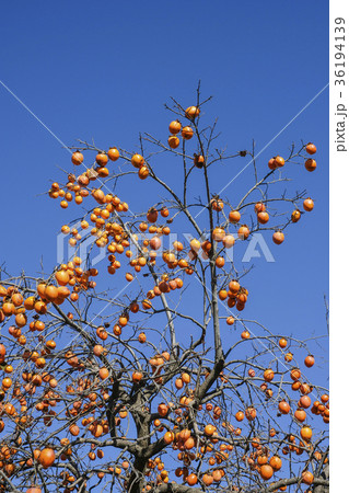 柿の木のある風景 の写真素材 [36194139] - PIXTA