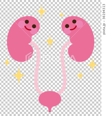 健康な腎臓　臓器　キャラクター 36194313