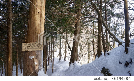 三峰神社奥宮参拝路、蜂の巣注意箇所付近 三峰神社奥宮参拝路、蜂の巣注意箇所付近 36194504