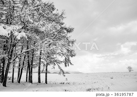 北海道 雪の田園風景 北海道 雪の田園風景 36195787