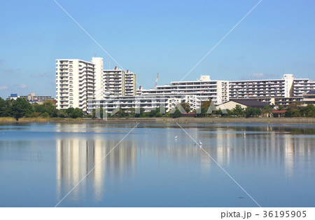 習志野市　谷津干潟 36195905